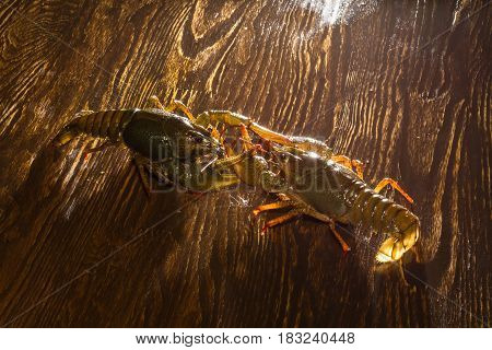 Live Crawfish On A Wooden Board