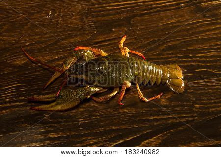 Live Crawfish On A Wooden Board