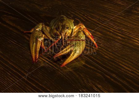 Live Crawfish On A Wooden Board