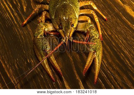 Live Crawfish On A Wooden Board