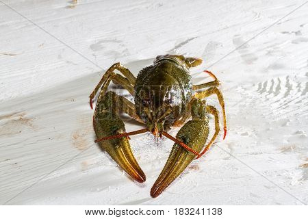 Live Crawfish On A Wooden Board