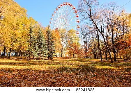 A colorful ferris wheel in amusement park. Autumn park.