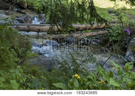 View of streamlet, grass and wild flower in middle part at Rila mountain toward Maliovitza peak, Bulgaria