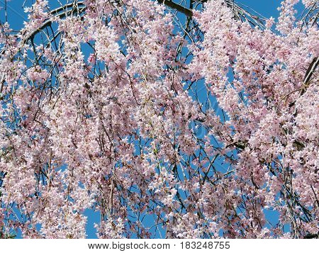 Cherry blossom in spring in Thornhill Canada April 23 2017