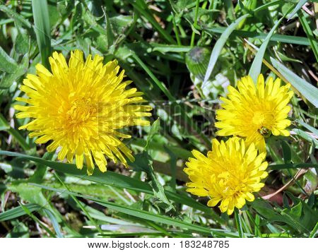 Dandelion flowers on the bank of Oakbank Pond in Thornhill Canada