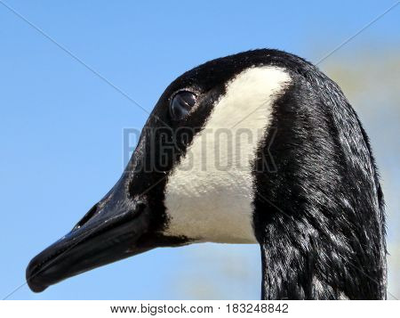 Portrait of a Canadian goose on the bank of Oakbank Pond in Thornhill Canada