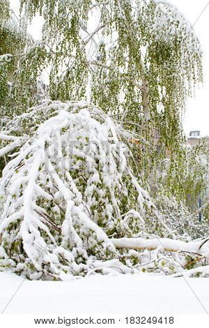 Birch with green leaves broken by snow in April.