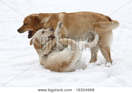 	 Dog Breed Labrador Retriever