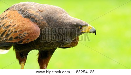 Brown Eagle (Aquila chrysaetos) on Green Background.