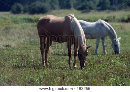 Horses Grazing In The Field
