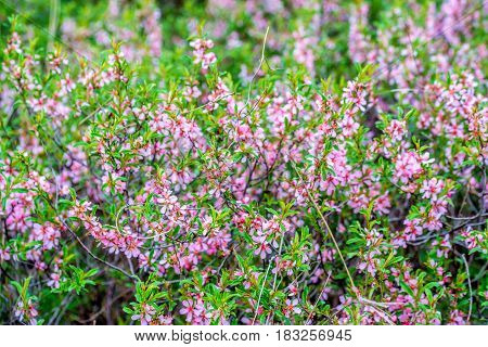 Wallpaper with blossoming of dwarf Russian almond or Prunus tenella in spring