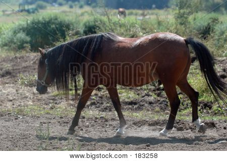 Walking Horse