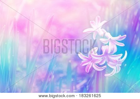 Bright and colorful flower of hyacinth on the background of the spring landscape