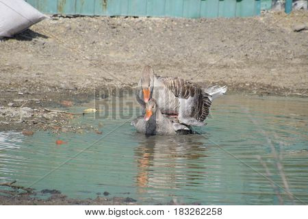 The Gray Goose Is Domestic. Homemade Gray Goose. Homemade Geese In An Artificial Pond