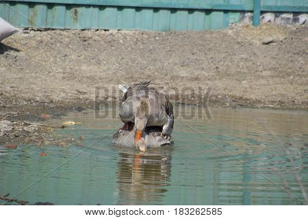 The Gray Goose Is Domestic. Homemade Gray Goose. Homemade Geese In An Artificial Pond
