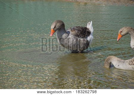 The Gray Goose Is Domestic. Homemade Gray Goose. Homemade Geese In An Artificial Pond