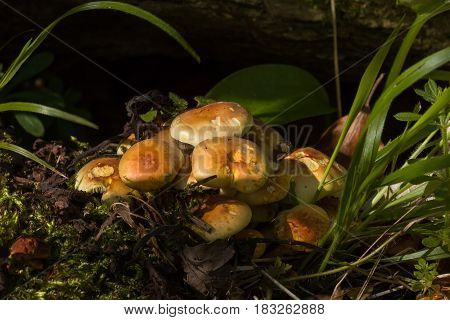 Cluster of Sulphur Tuft fungi growing in Sussex woodland.