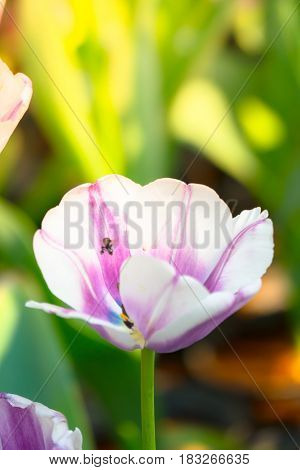 Tulip. Beautiful Bouquet Of Tulips. Colorful Tulips.