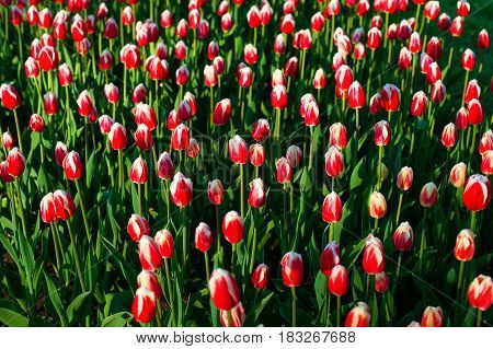 Full bloom of red tulips in outdoor area