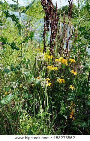 Black-eyed susan flowers (Rudbeckia hirta) bloom together with wild onions (Allium cepa) and curly dock (Rumex crispus) in Joliet, Illinois during August.