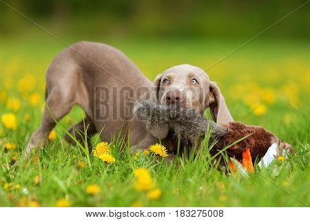 Cute Weimaraner Puppy Playing With A Plushie