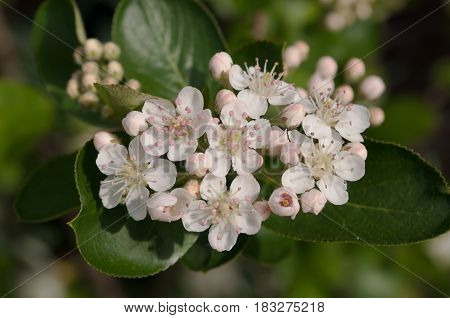 Small white spring flowers with green leaves in the backgrould