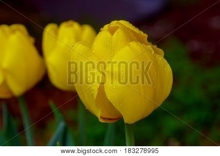 Flower,beautiful Tulips,tulip In Spring,beautiful Bouquet Of Tulips, Tulip,