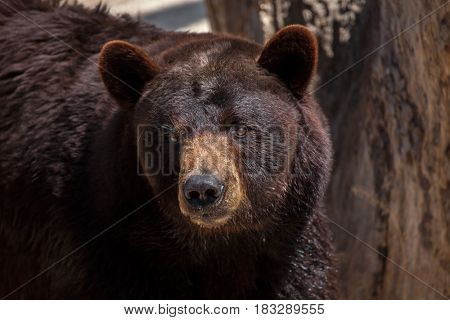 American black bear (Ursus americanus).