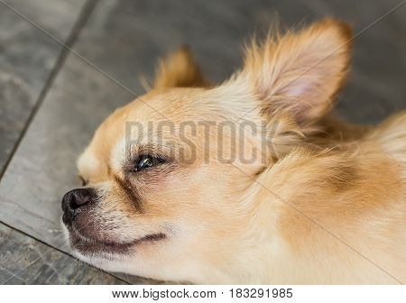 Sadness Dog with tears on the eye. Chihuahua was waiting for his owner.