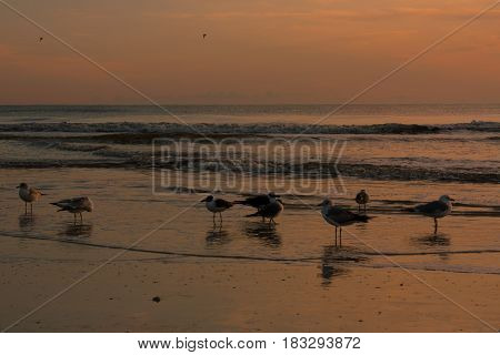 Birds gathering by the beach at sunrise.