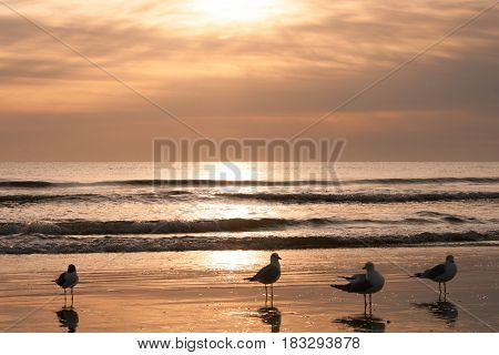 Birds gathering by the beach at sunrise.