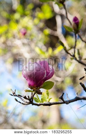 Blooming tree at Historic Thomas Center in Gainsville, FL.