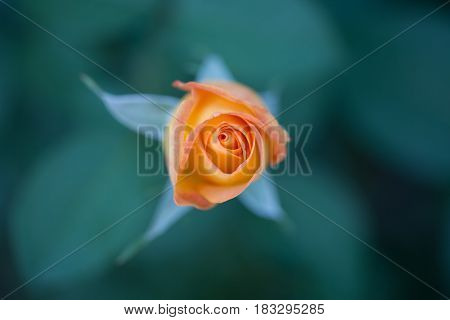 An orange rose blooming at Washington Oaks State Park
