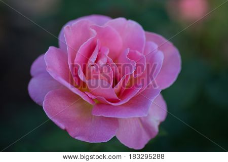 A pink rose blooming at Washington Oaks Garden