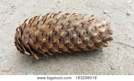 Big pine cone on the ground. Nature