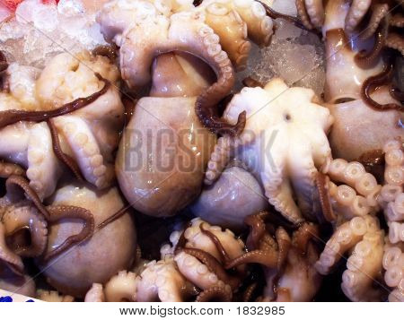 Chobotnice