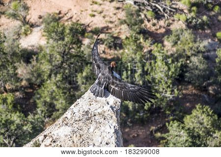 Vulture In The Great Canyon Near Maricopa Point, They Carry A Homing Device And An Identification To