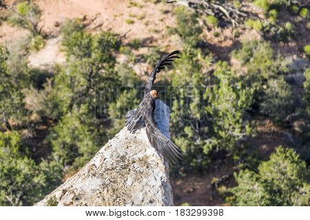 Vulture In The Great Canyon Near Maricopa Point, They Carry A Homing Device And An Identification To