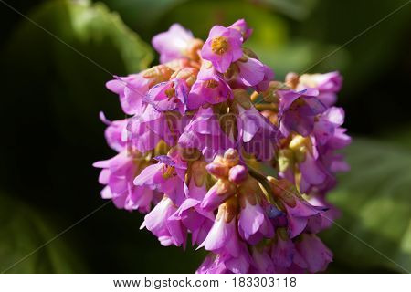 Macro photo of Korean elephant ear (Bergenia crassifolia) flowers.