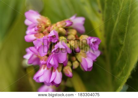 Macro photo of Korean elephant ear (Bergenia crassifolia) flowers.