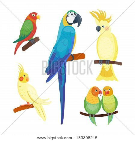 Cartoon tropical parrot wild animal bird vector illustration wildlife flying cute feather zoo color nature vivid. Perch tropics fly fauna jungle pretty colourful macaw.