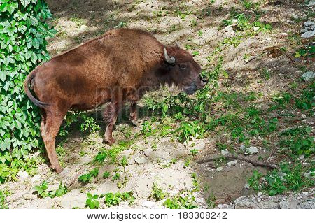 Female bison in the wild nature landscape