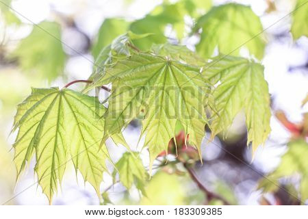 Green maple leaves on a green background