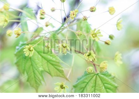 Flowers of a maple tree on a green background