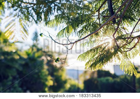 Fresh green leaves on nature framing the sun in the middle and forming rays of light.