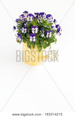 Purple pansy flowers in a yellow watering can with polka dots on white background with lots of copy space in the front.
