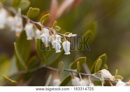 Flowers of a Chamaedaphne calyculata bush a plant from bogs and swamps in Northern Europe.
