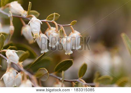Flowers of a Chamaedaphne calyculata bush a plant from bogs and swamps in Northern Europe.