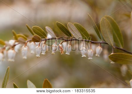 Flowers of a Chamaedaphne calyculata bush a plant from bogs and swamps in Northern Europe.