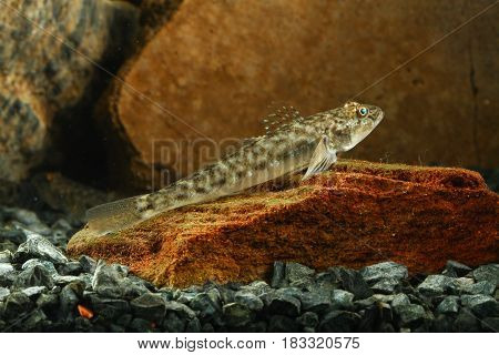 Round goby Neogobius melanostomus fresh water fish